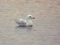 Goéland à ailes blanches Larus glaucoides