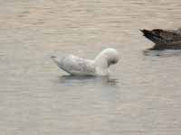 Goéland à ailes blanches Larus glaucoides