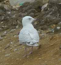 Goéland à ailes blanches Larus glaucoides