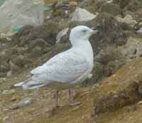 Goéland à ailes blanches Larus glaucoides