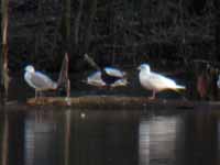 Goéland à ailes blanches Larus glaucoides