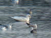 Goéland à ailes blanches Larus glaucoides