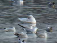 Goéland à ailes blanches Larus glaucoides