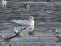 Goéland à ailes blanches Larus glaucoides