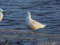 Goéland à ailes blanches Larus glaucoides