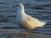 Goéland à ailes blanches Larus glaucoides