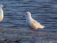 Goéland à ailes blanches Larus glaucoides