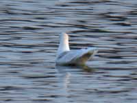 Goéland à ailes blanches Larus glaucoides