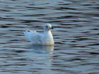 Goéland à ailes blanches Larus glaucoides