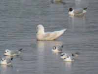 Goéland à ailes blanches Larus glaucoides