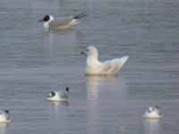 Goéland à ailes blanches Larus glaucoides