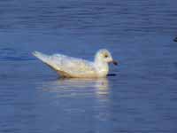 Goéland à ailes blanches Larus glaucoides