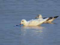 Goéland à ailes blanches Larus glaucoides