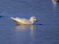 Goéland à ailes blanches Larus glaucoides