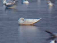 Goéland à ailes blanches Larus glaucoides