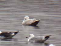 Goéland à ailes blanches Larus glaucoides