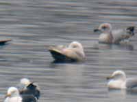 Goéland à ailes blanches Larus glaucoides