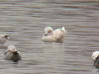 Goéland à ailes blanches Larus glaucoides