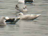 Goéland à ailes blanches Larus glaucoides