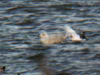 Goéland à ailes blanches Larus glaucoides