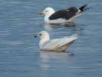 Goéland à ailes blanches Larus glaucoides