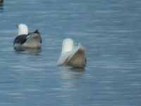 Goéland à ailes blanches Larus glaucoides