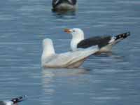 Goéland à ailes blanches Larus glaucoides