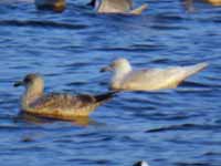 Goéland à ailes blanches Larus glaucoides