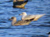 Goéland à ailes blanches Larus glaucoides