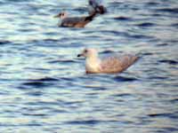 Goéland à ailes blanches Larus glaucoides