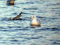 Goéland à ailes blanches Larus glaucoides