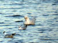 Goéland à ailes blanches Larus glaucoides