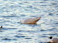 Goéland à ailes blanches Larus glaucoides