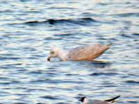 Goéland à ailes blanches Larus glaucoides