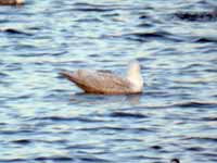 Goéland à ailes blanches Larus glaucoides