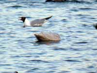 Goéland à ailes blanches Larus glaucoides