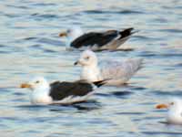 Goéland à ailes blanches Larus glaucoides