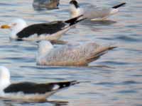 Goéland à ailes blanches Larus glaucoides