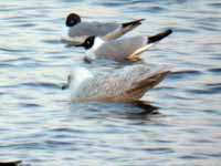 Goéland à ailes blanches Larus glaucoides