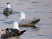 Goéland à ailes blanches Larus glaucoides