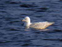 Goéland à ailes blanches Larus glaucoides