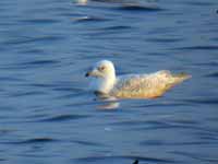 Goéland à ailes blanches Larus glaucoides