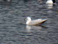 Goéland à ailes blanches Larus glaucoides