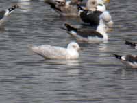 Goéland à ailes blanches Larus glaucoides