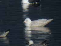 Goéland à ailes blanches Larus glaucoides