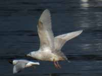 Goéland à ailes blanches Larus glaucoides