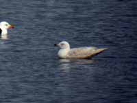 Goéland à ailes blanches Larus glaucoides