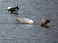 Goéland à ailes blanches Larus glaucoides