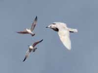 Goéland à ailes blanches Larus glaucoides