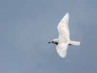 Goéland à ailes blanches Larus glaucoides